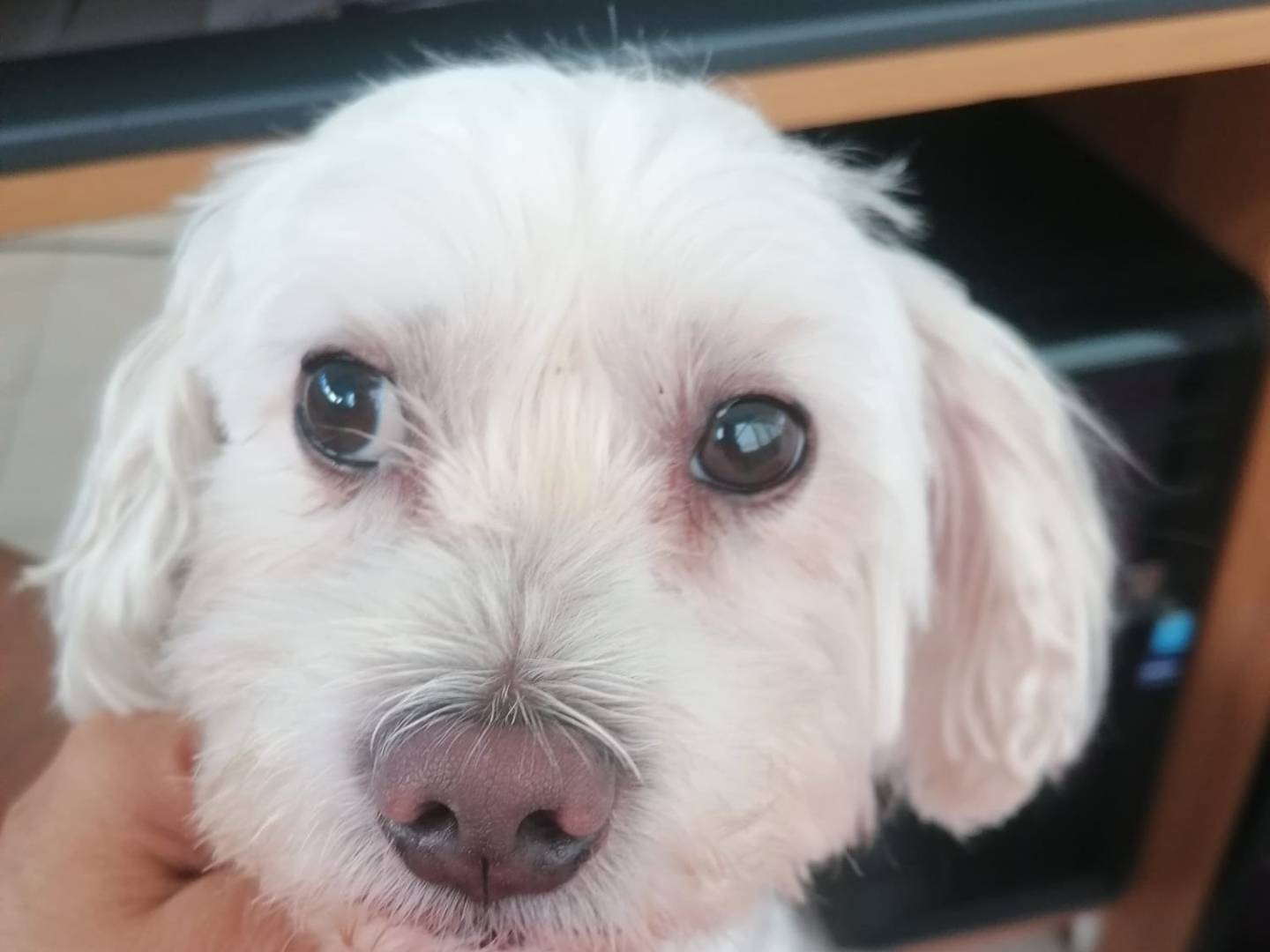 Adotta un cane, maschio, 10 anni e 5 mesi, Bari