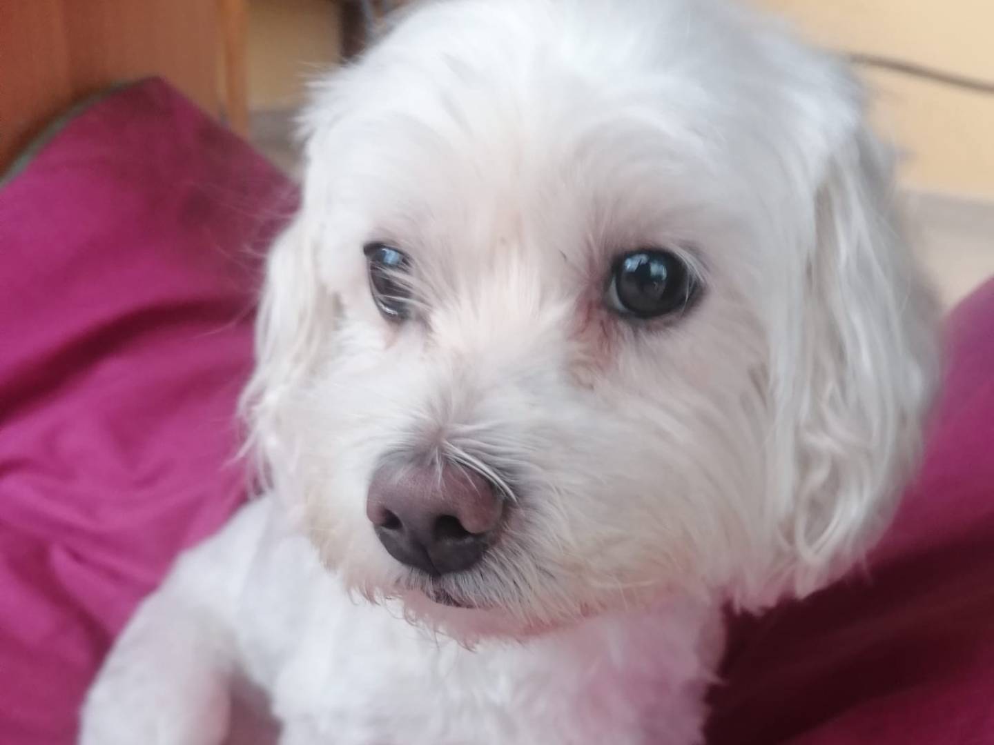 Adotta un cane, taglia piccola, maschio, Bari