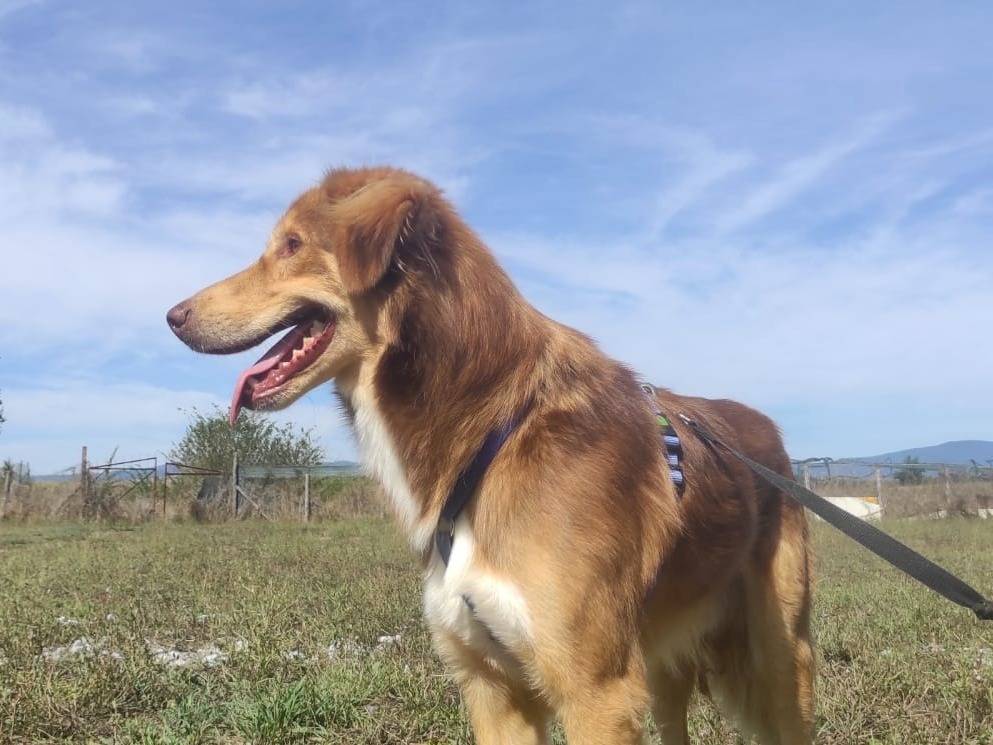 Adozione cane, maschio, meticcio, 3 anni  e 3 mesi , taglia media contenuta, Viterbo