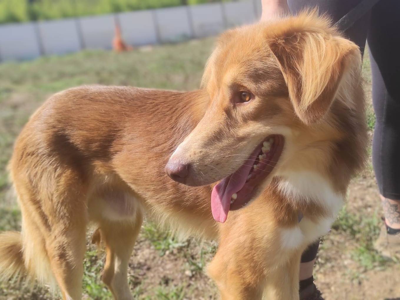 Adotta un cane, maschio, 2 anni  e 11 mesi , Viterbo