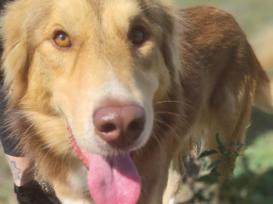 Adotta un cane, taglia media contenuta, maschio, Viterbo