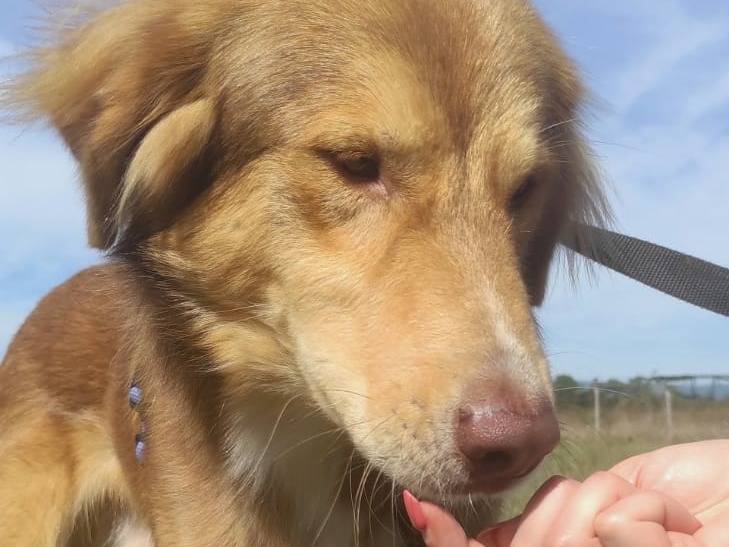 Adotta il cane Maxim a Viterbo
