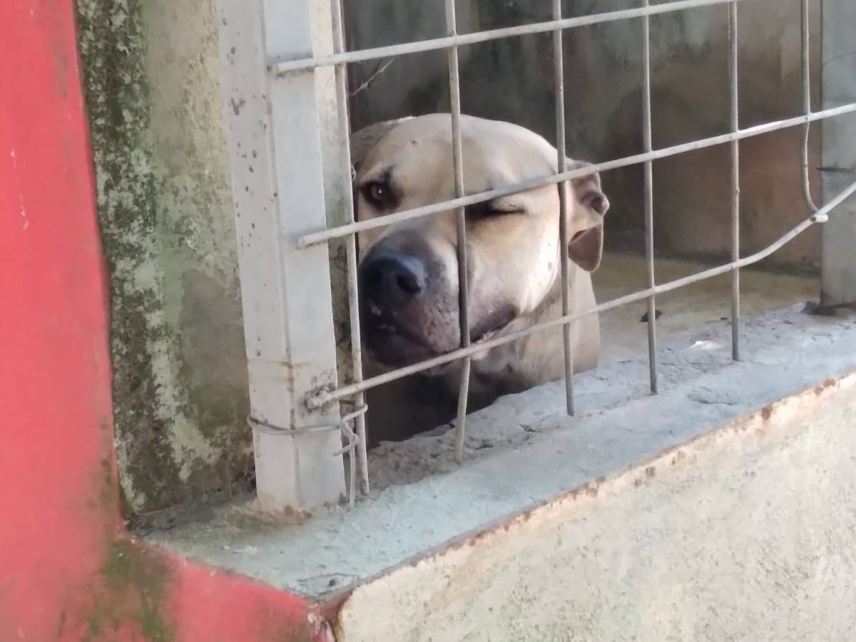 Adotta un cane, taglia gigante, femmina, Caserta