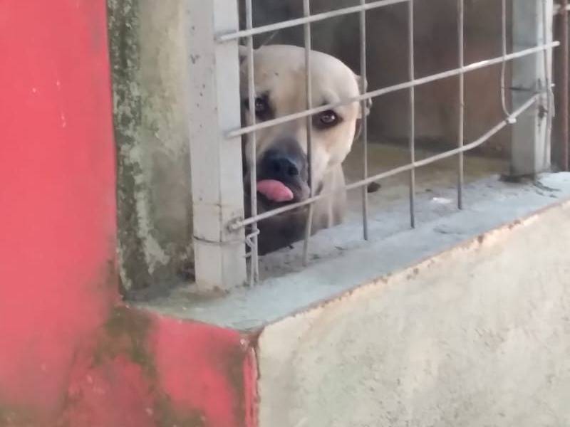 Vuoi adottare un cane a Caserta?