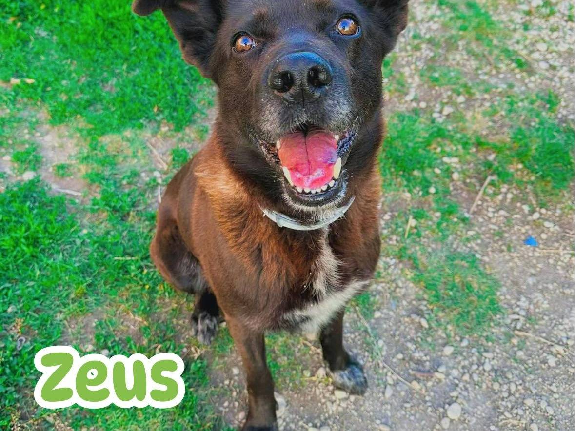 Adotta un cane, taglia grande, maschio, Teramo