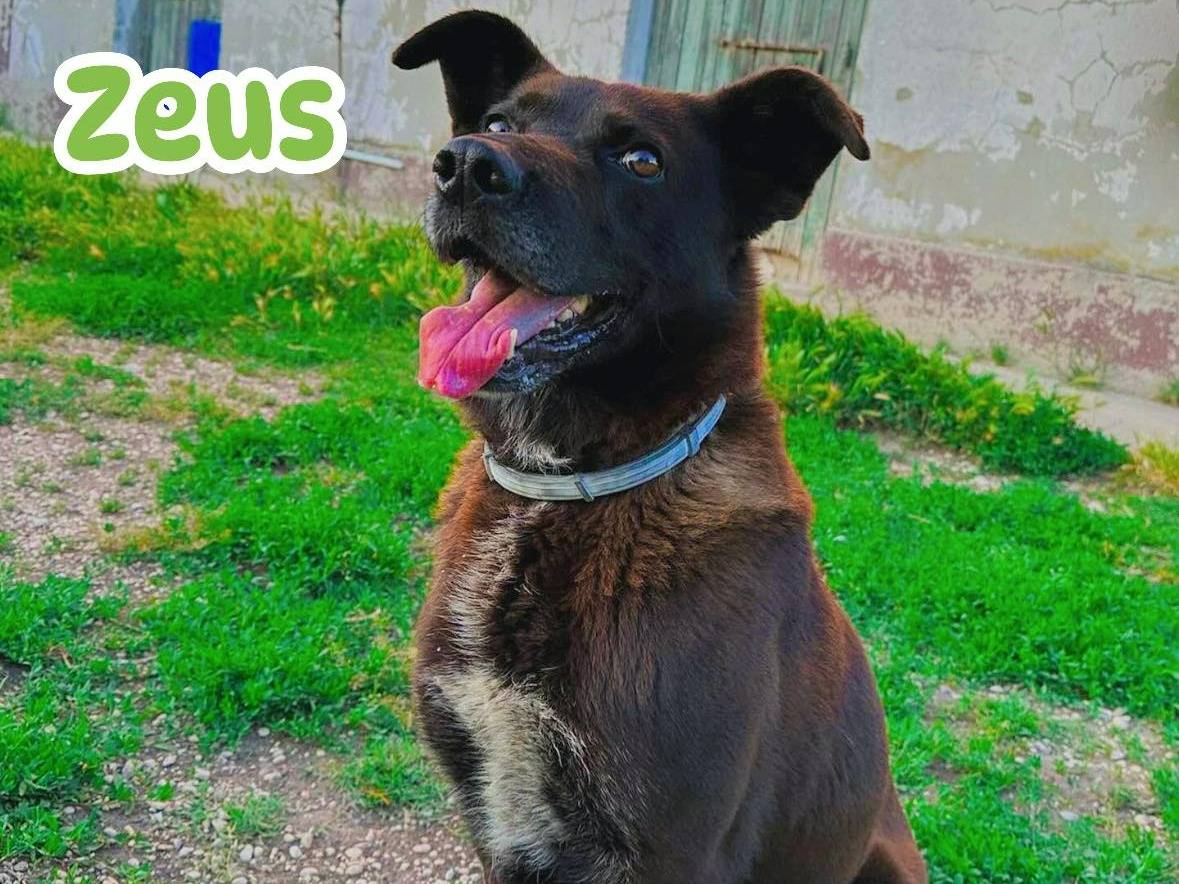 Vuoi adottare un cane a Teramo?