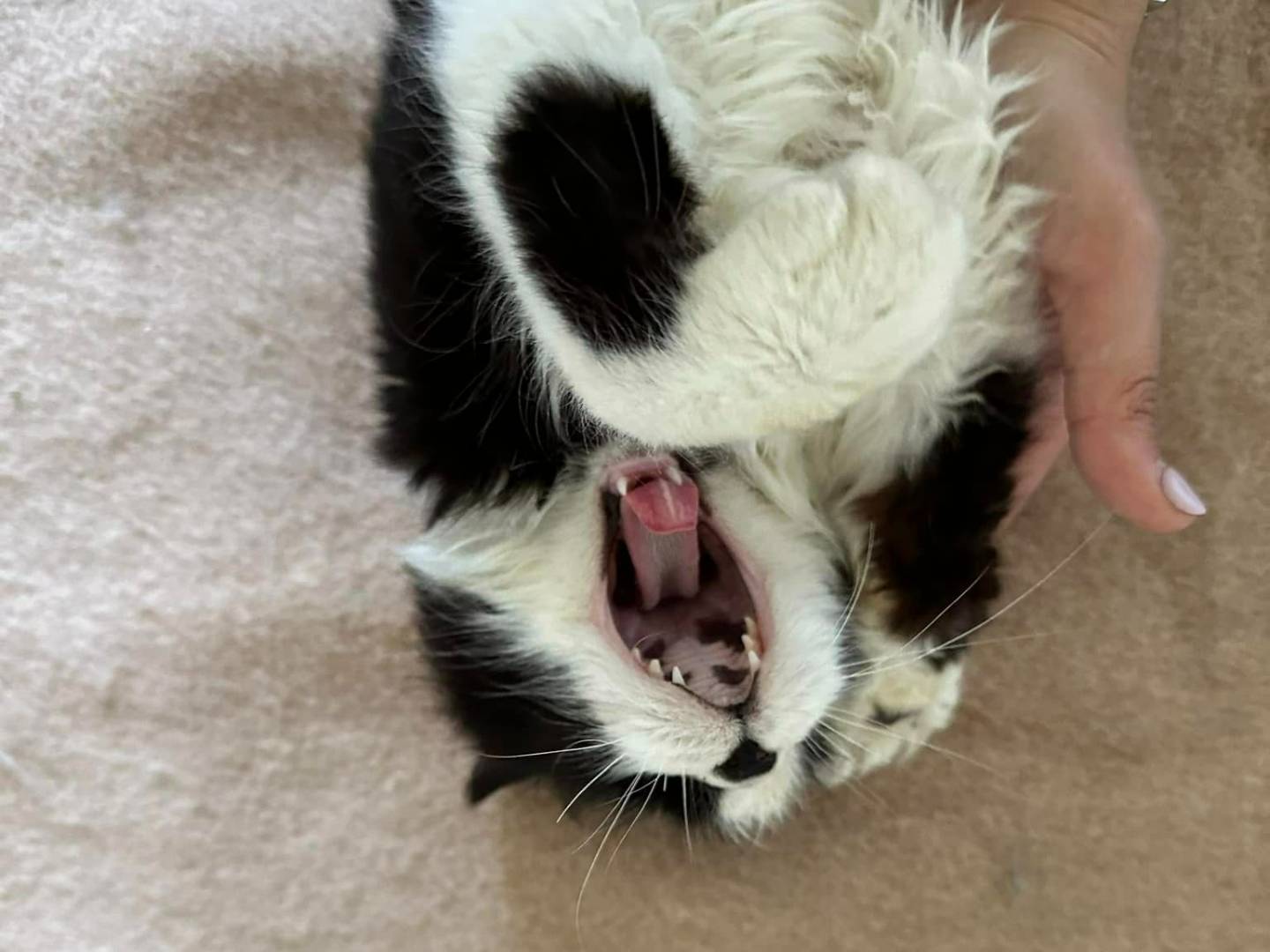 Adotta un gatto, femmina, 1 anno e 10 mesi , Teramo