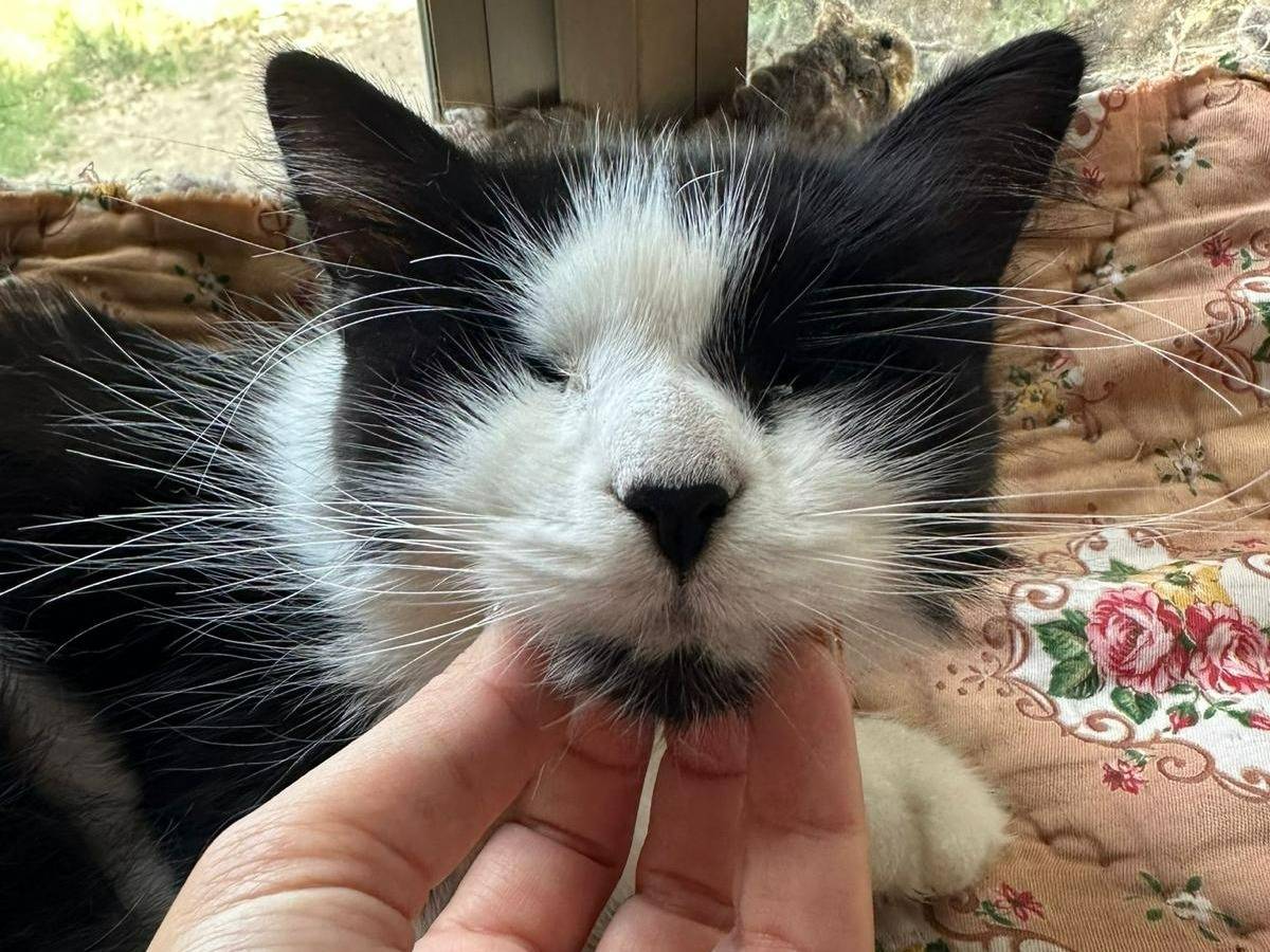 Foto dell'animale