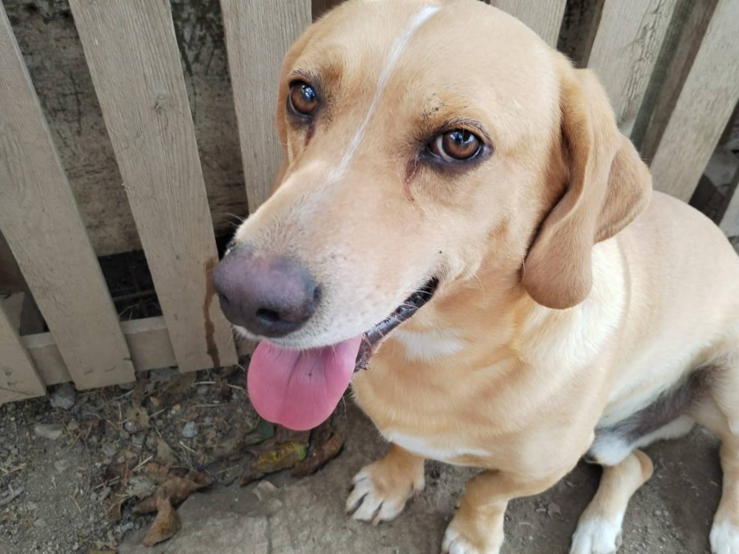 Adotta un cane, maschio, 3 anni  e 8 mesi , Viterbo