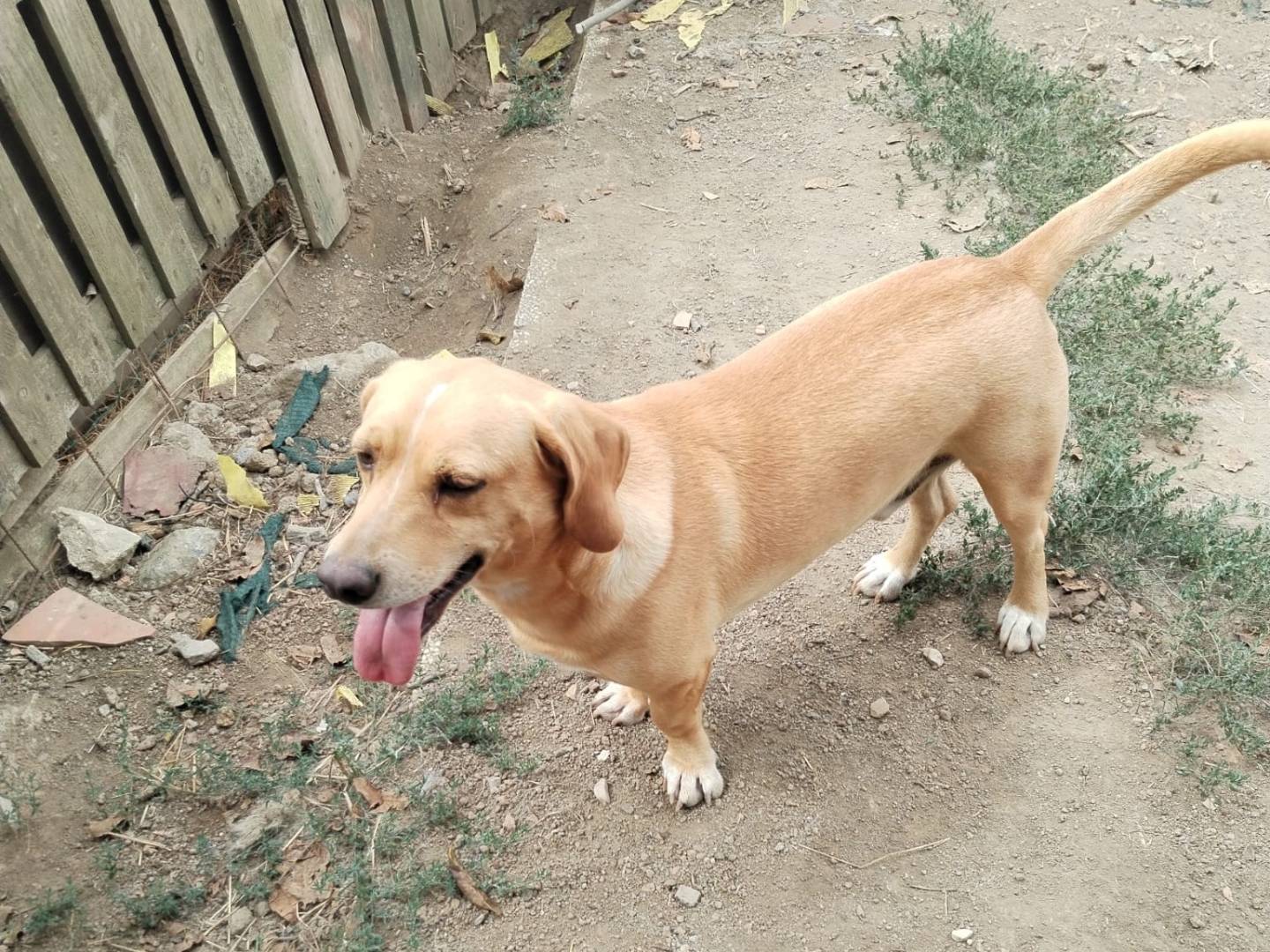 Adotta un cane, taglia media contenuta, maschio, Viterbo