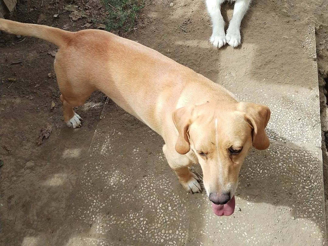 Vuoi adottare un cane a Viterbo?