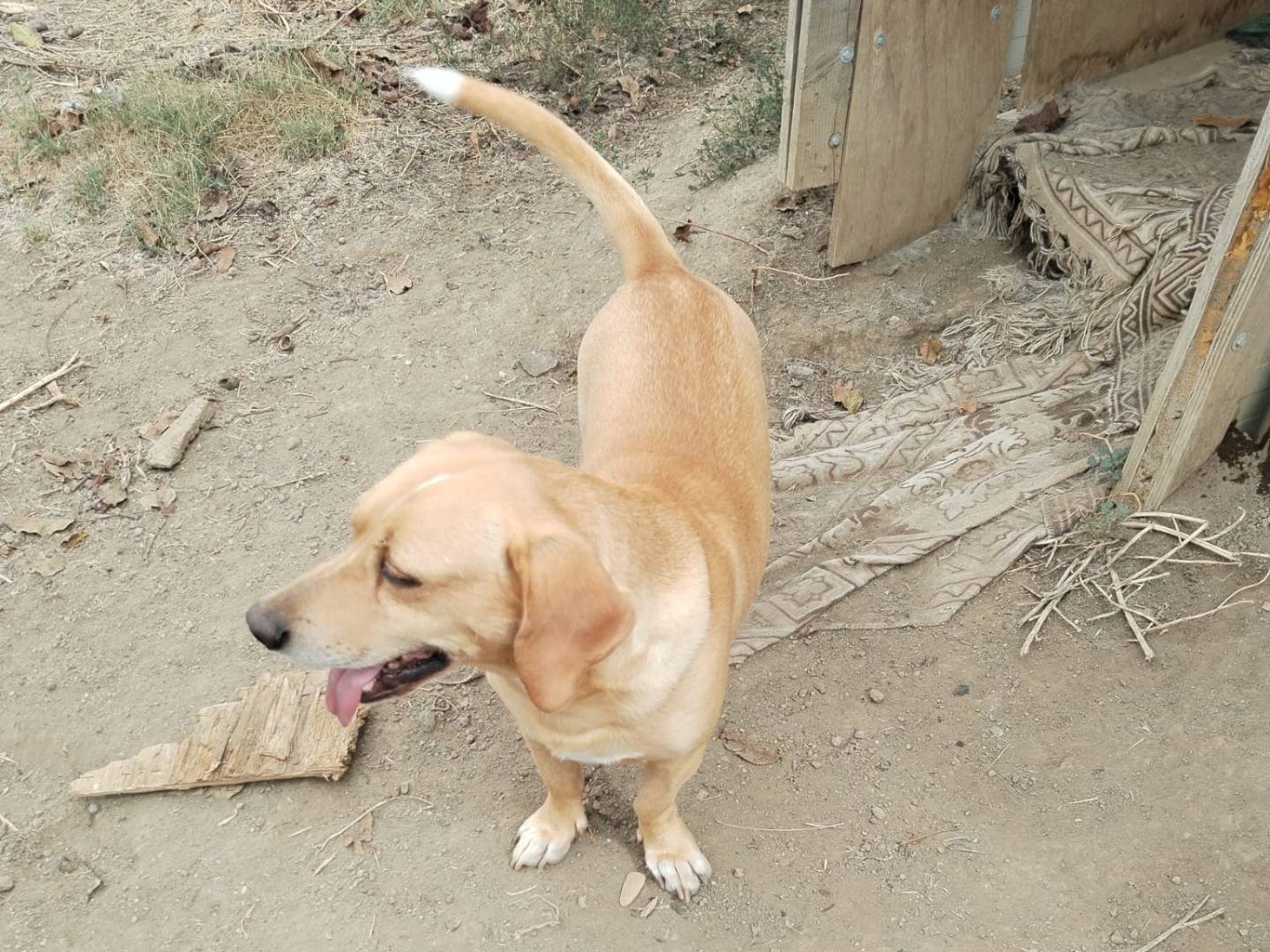 Adotta il cane Spillo a Viterbo