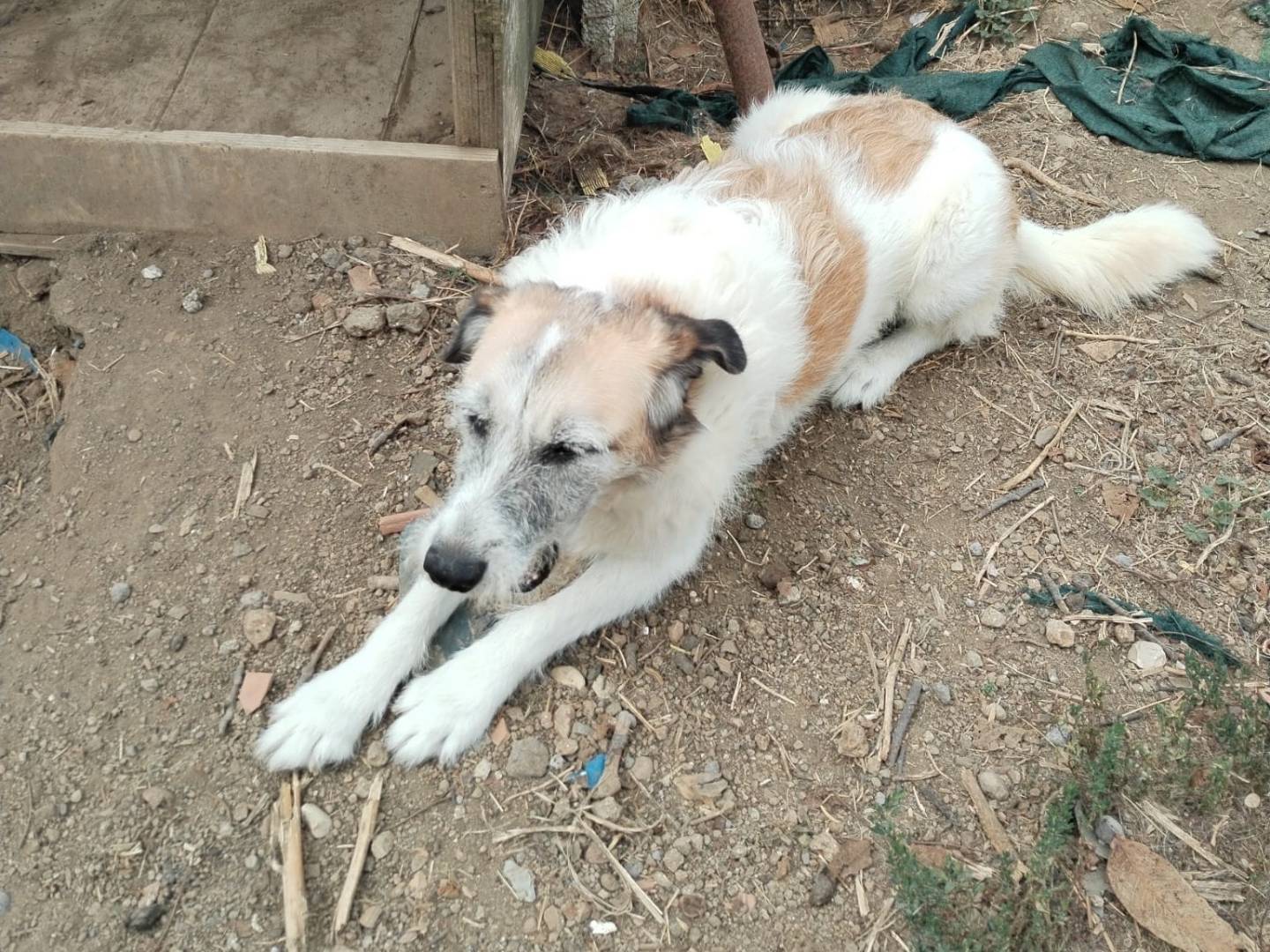 Adotta un cane, femmina, 9 anni  e 3 mesi , Viterbo