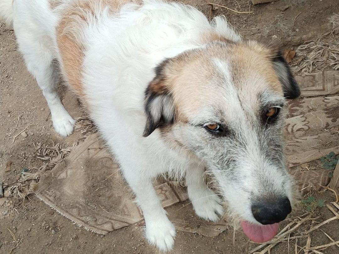 Adotta un cane, taglia media, femmina, Viterbo