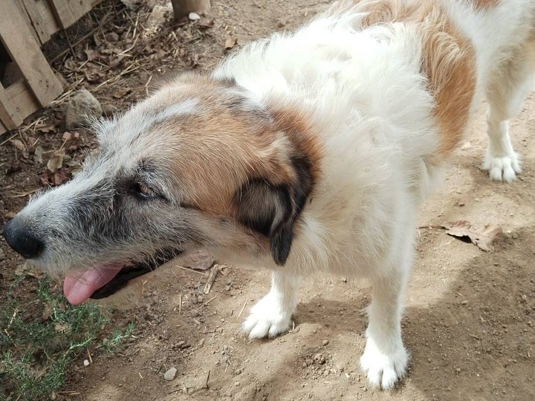Vuoi adottare un cane a Viterbo?