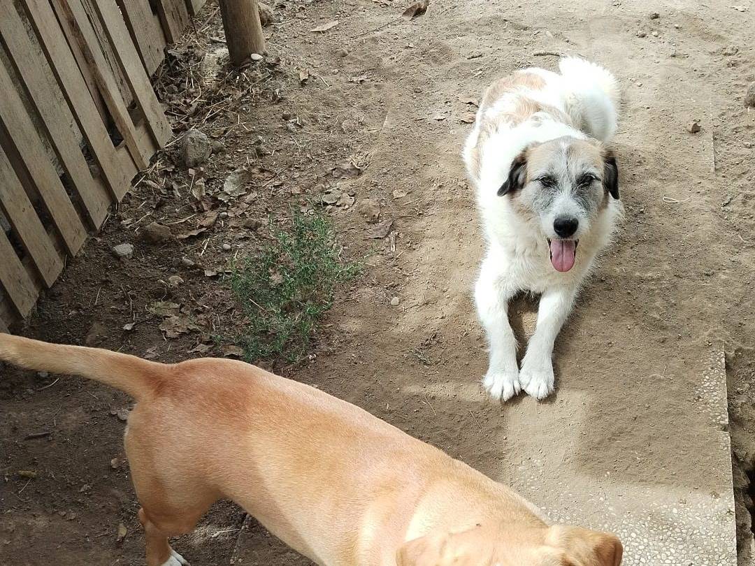 Adotta il cane Kiwi a Viterbo