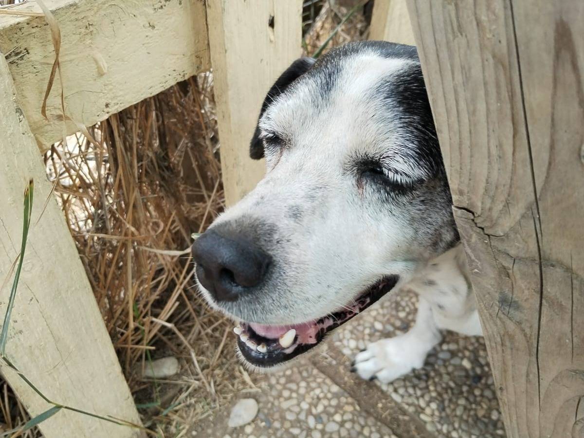 Adotta un cane, maschio, 10 anni  e 9 mesi , Viterbo