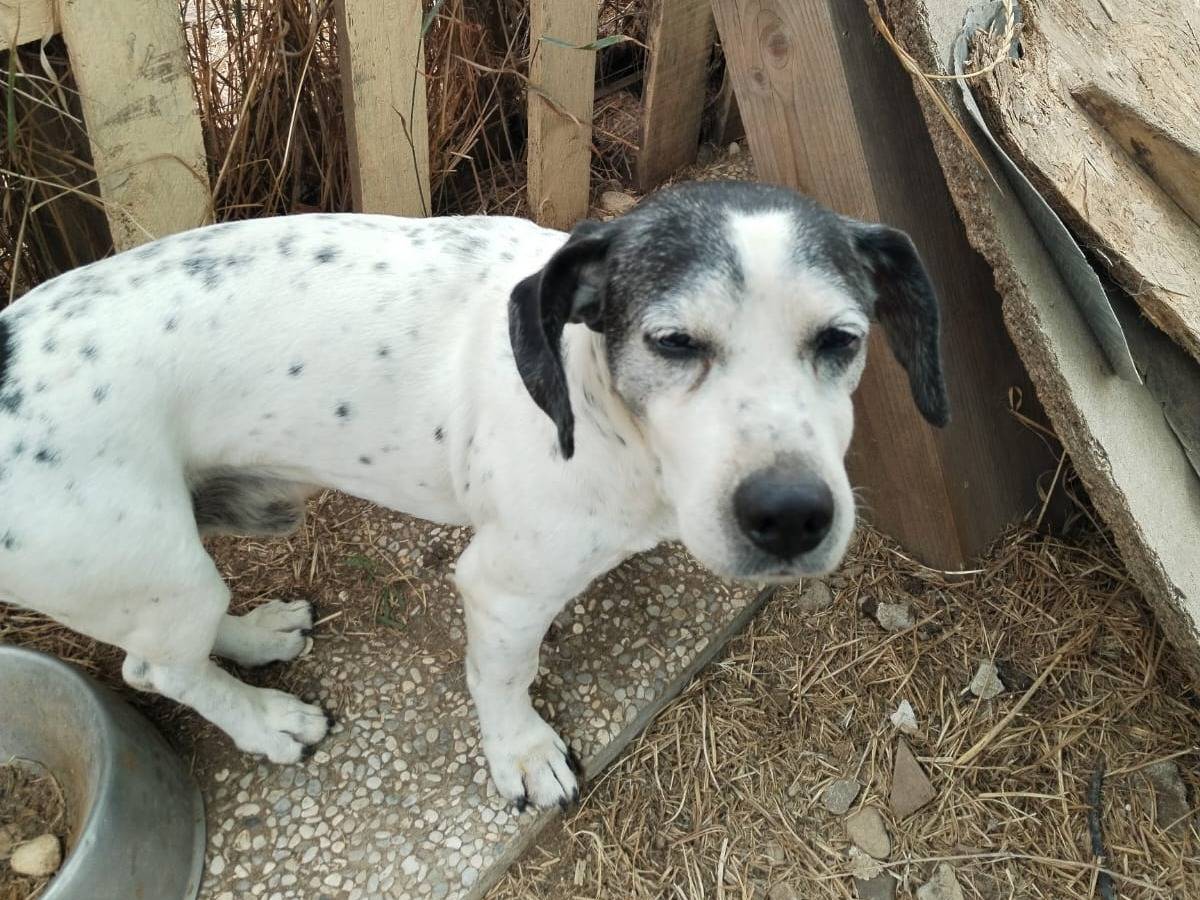 Adotta un cane, taglia media contenuta, maschio, Viterbo