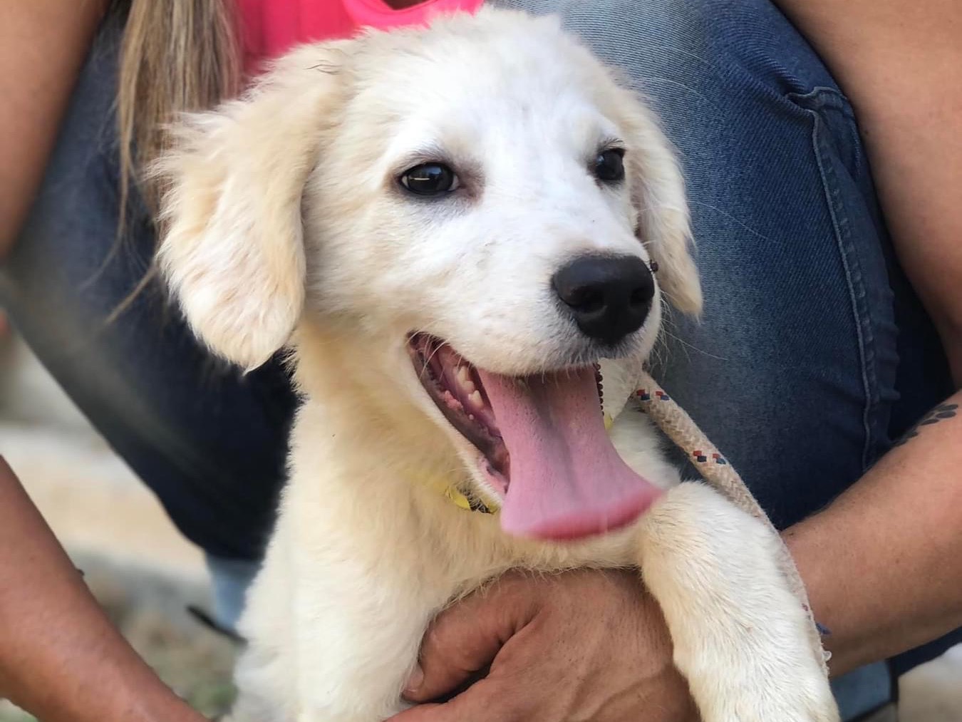 Adozione cane, maschio, meticcio, 6 mesi, taglia media, Latina