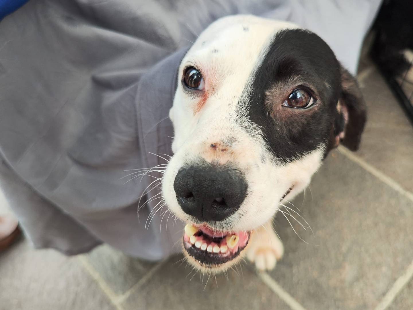 Adotta un cane, taglia media contenuta, maschio, Teramo