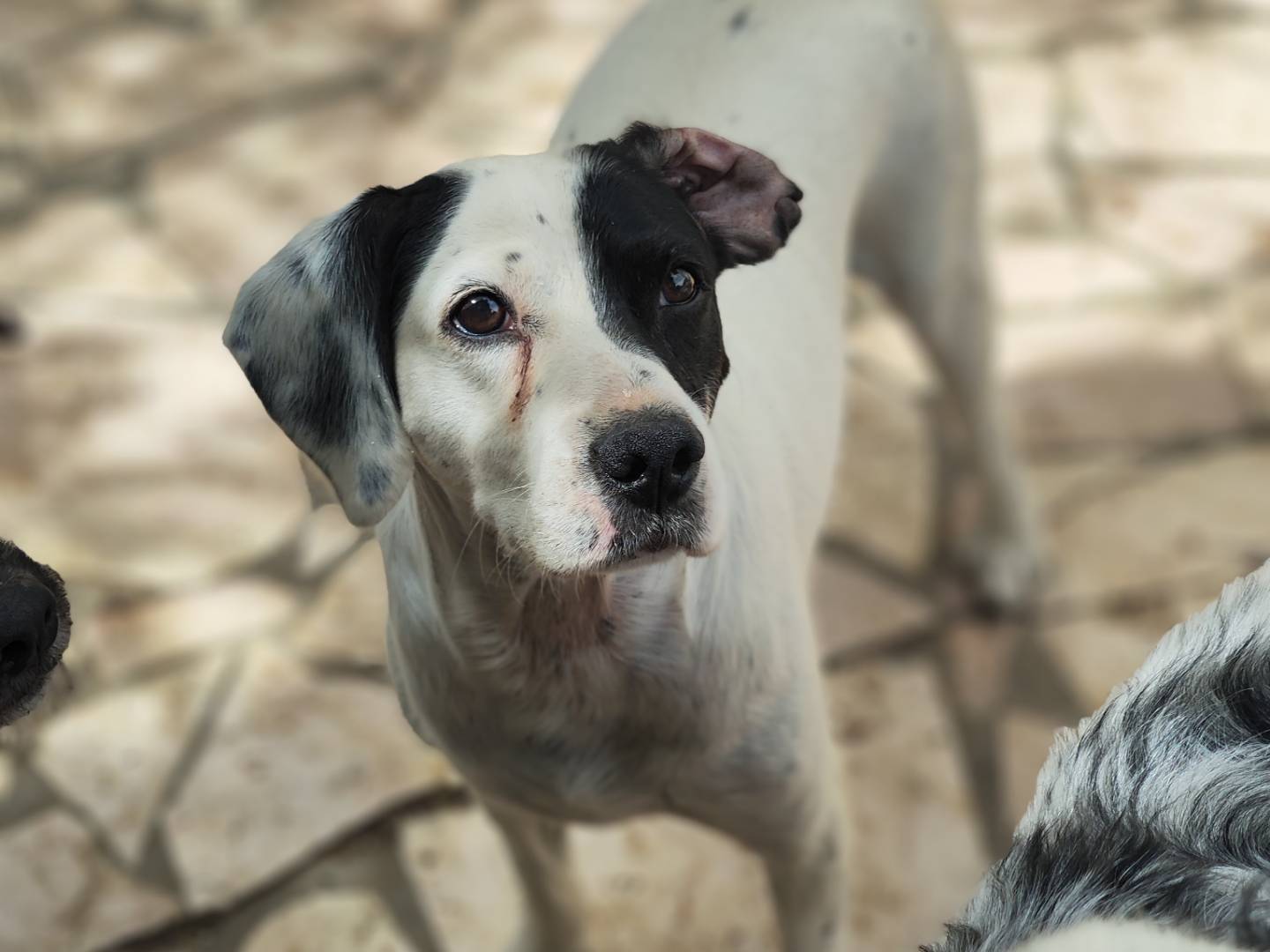Vuoi adottare un cane a Teramo?
