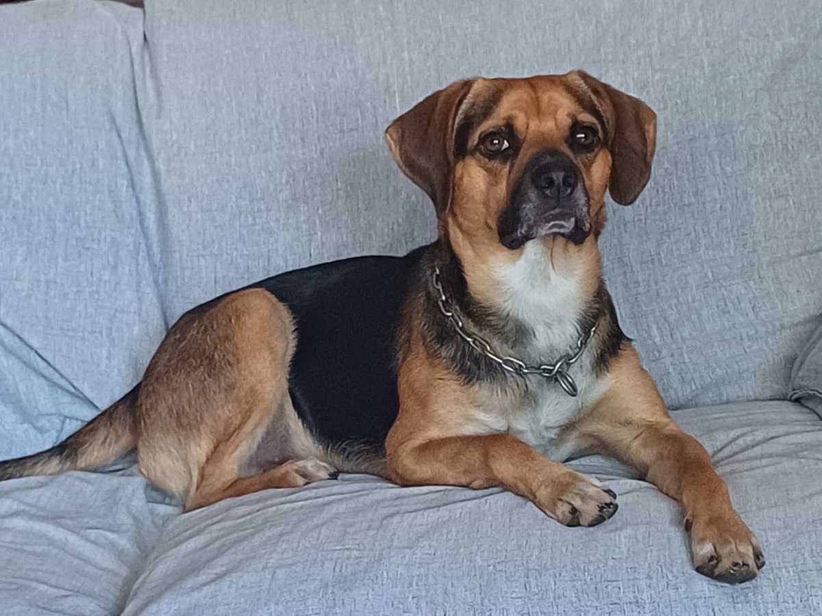 Adotta un cane, maschio, 2 anni  e 7 mesi , Milano