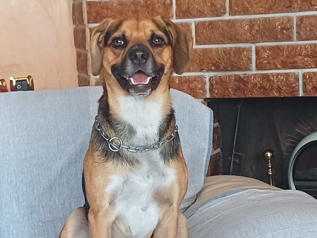 Adotta un cane, taglia media contenuta, maschio, Milano