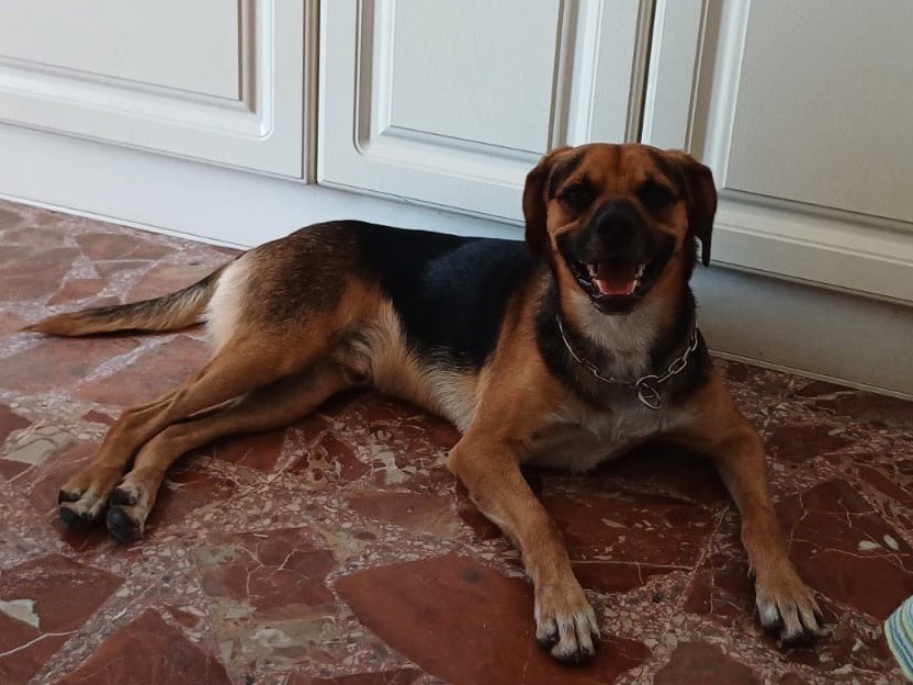 Vuoi adottare un cane a Milano?