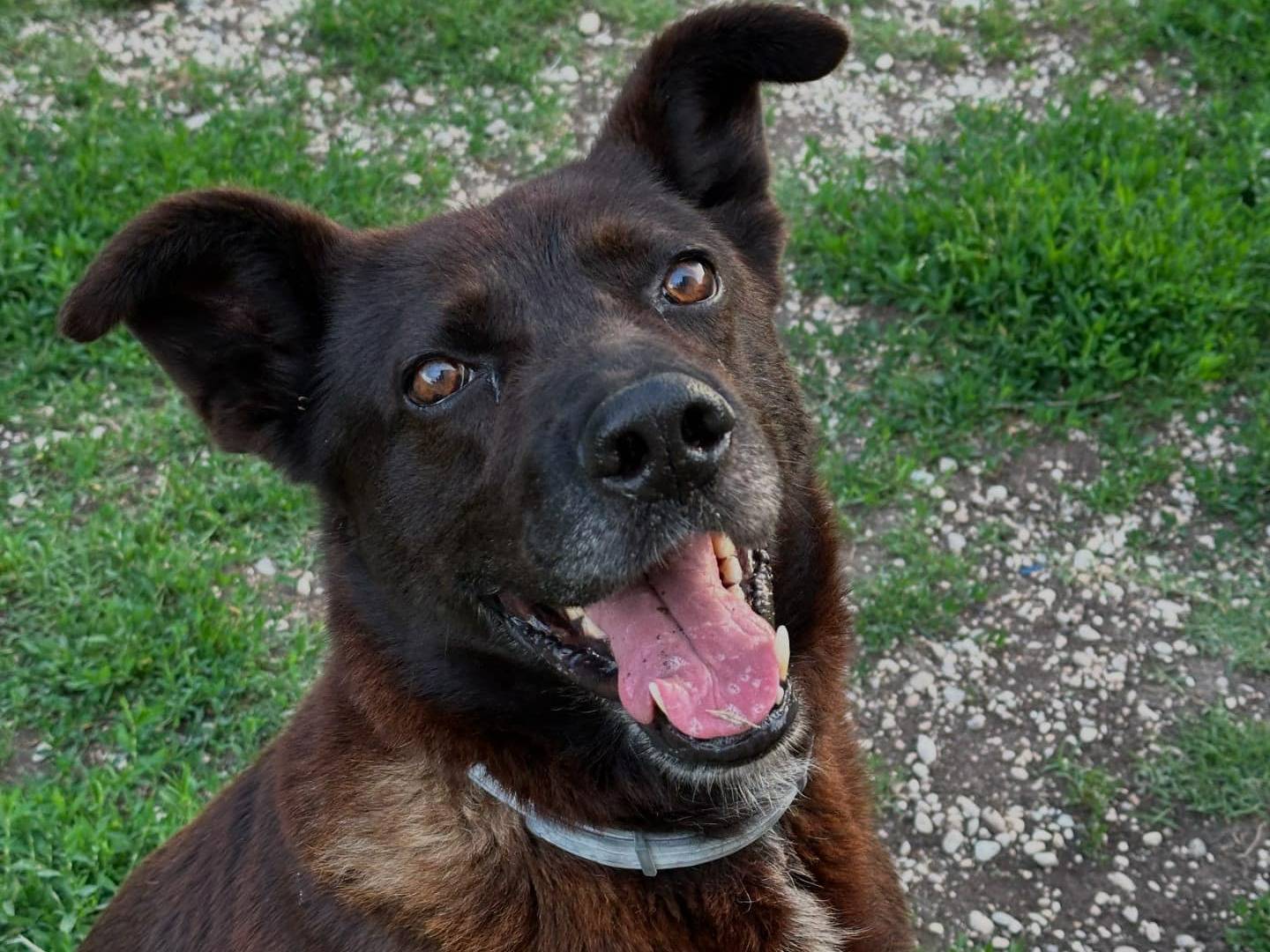 Adotta il cane ZEUS a Teramo