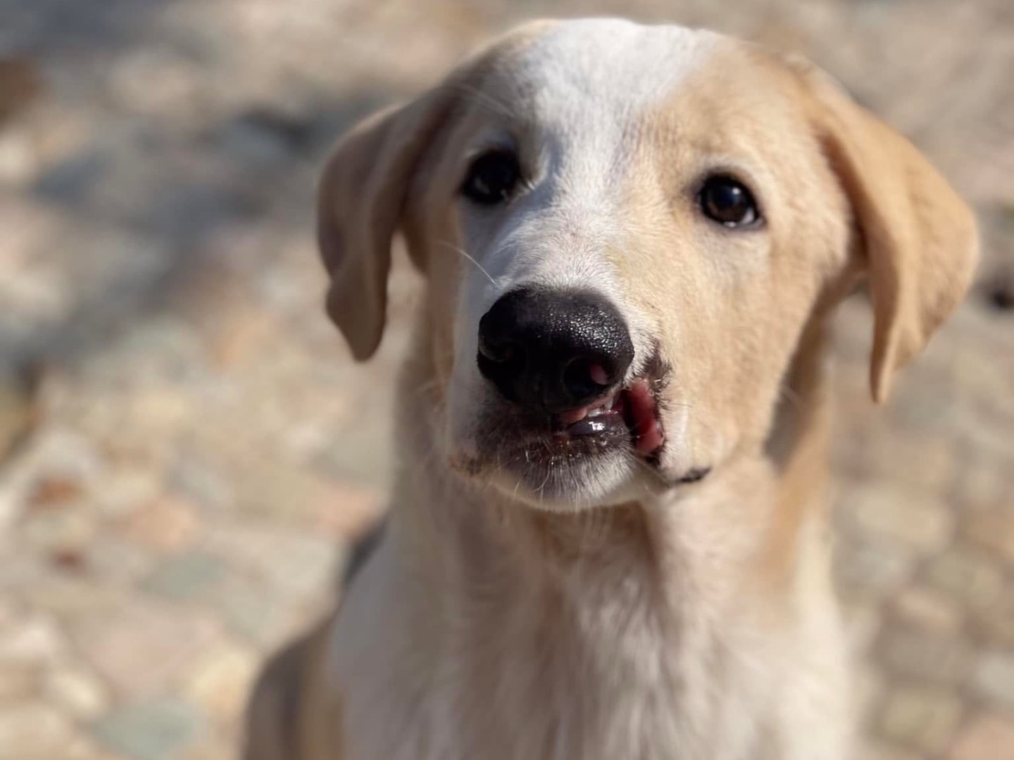 Adozione cane, maschio, meticcio, 2 anni e 5 mesi, taglia grande, Milano