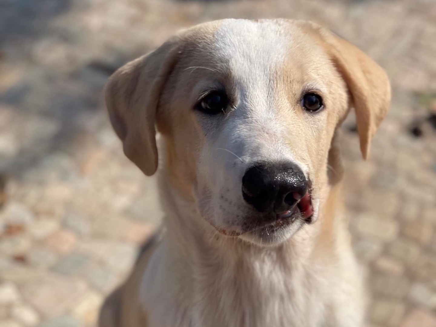Adotta un cane, maschio, 2 anni e 5 mesi, Milano