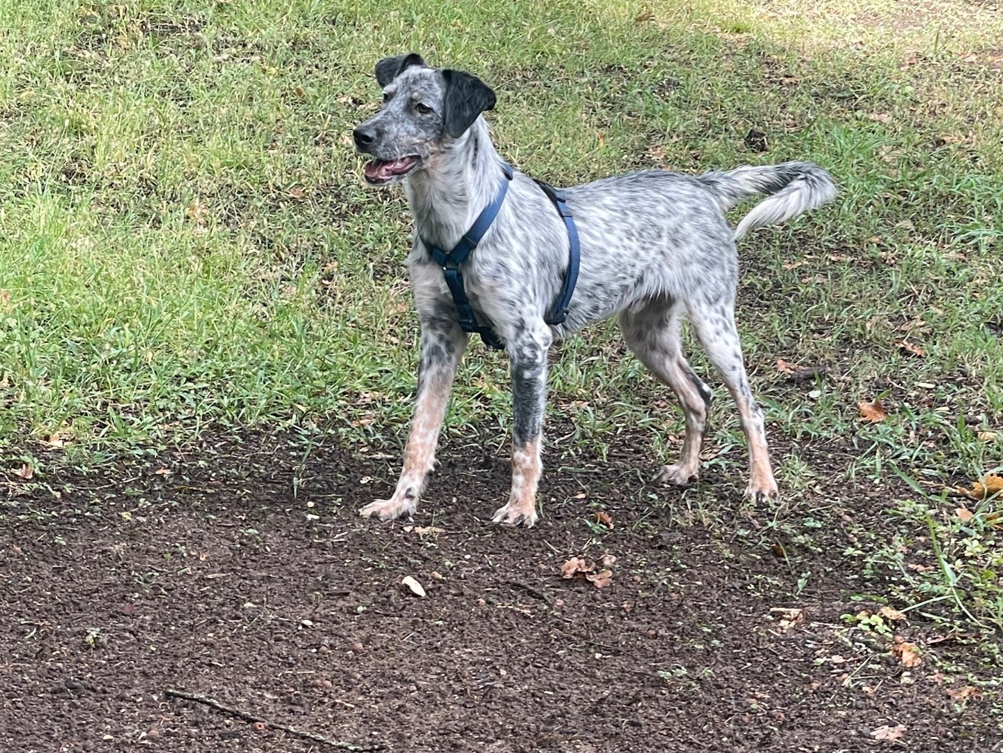 Adotta un cane, maschio, 1 anno e 6 mesi , Frosinone