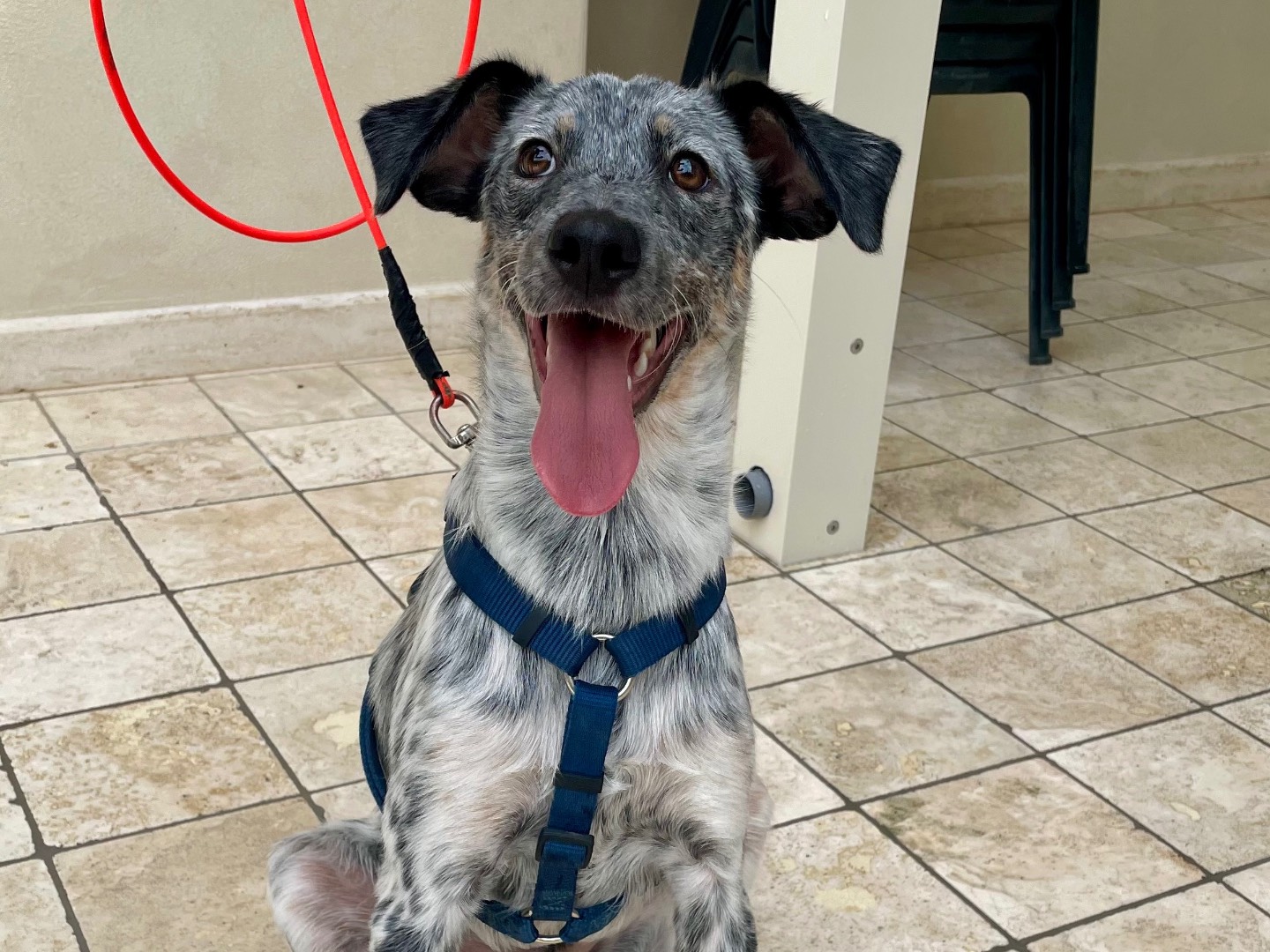 Adotta un cane, taglia media contenuta, maschio, Frosinone