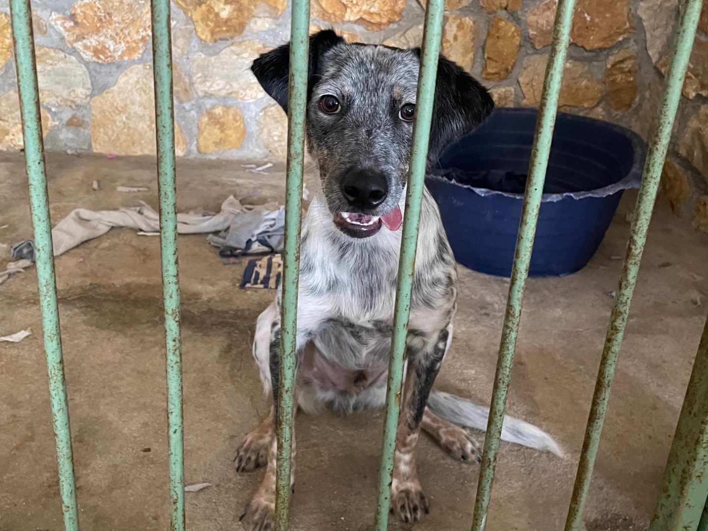 Vuoi adottare un cane a Frosinone?