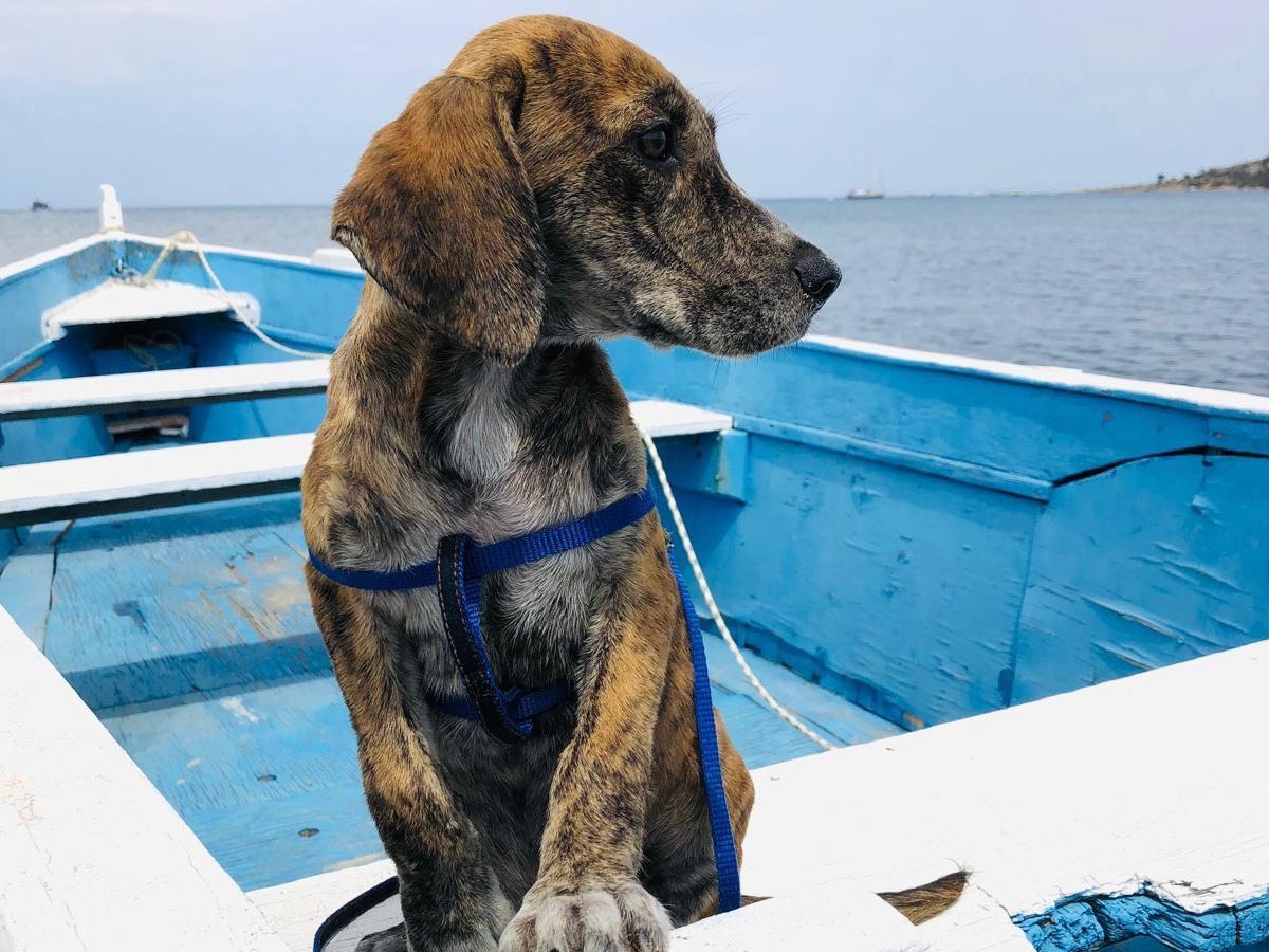 Adozione cane, femmina, meticcio, 2 anni e 5 mesi, taglia media contenuta, Siracusa
