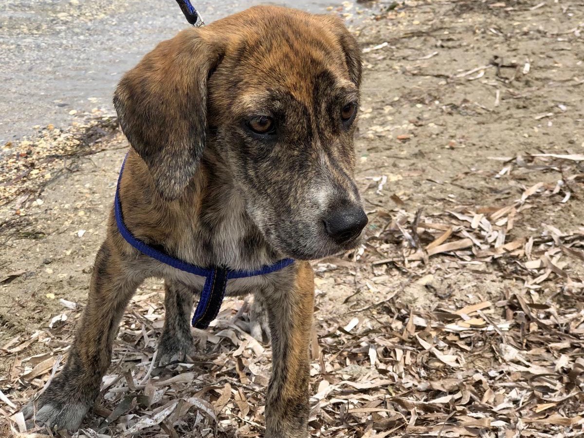 Adotta un cane, femmina, 2 anni e 5 mesi, Siracusa