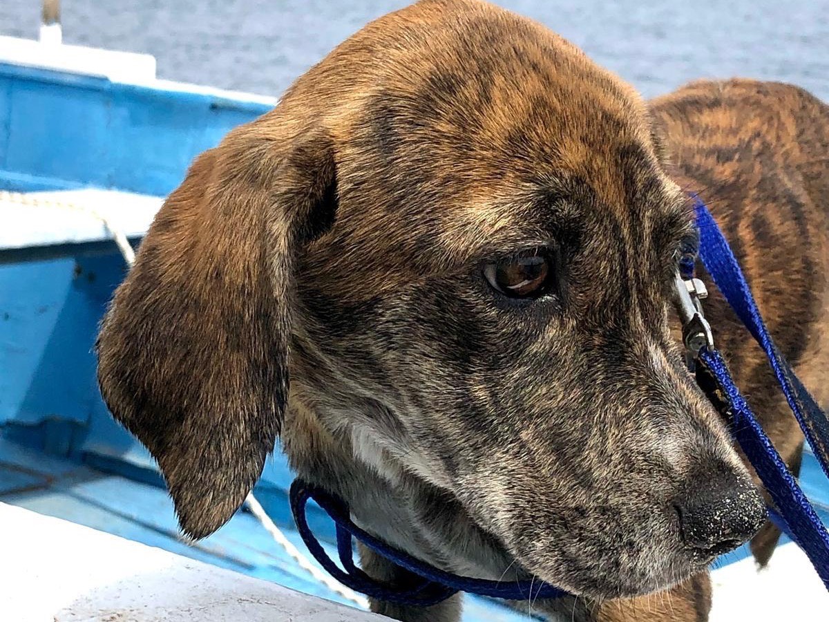 Adotta un cane, taglia media contenuta, femmina, Siracusa