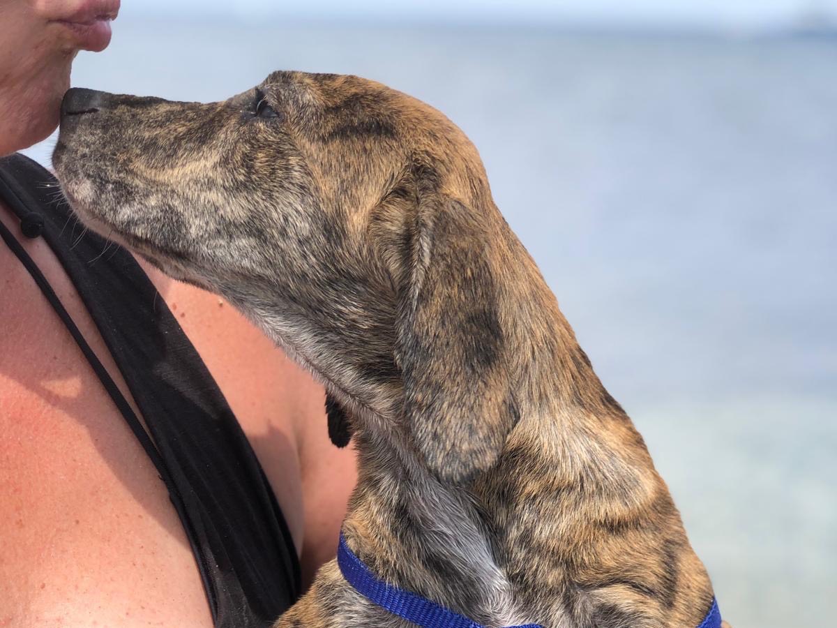 Vuoi adottare un cane a Siracusa?