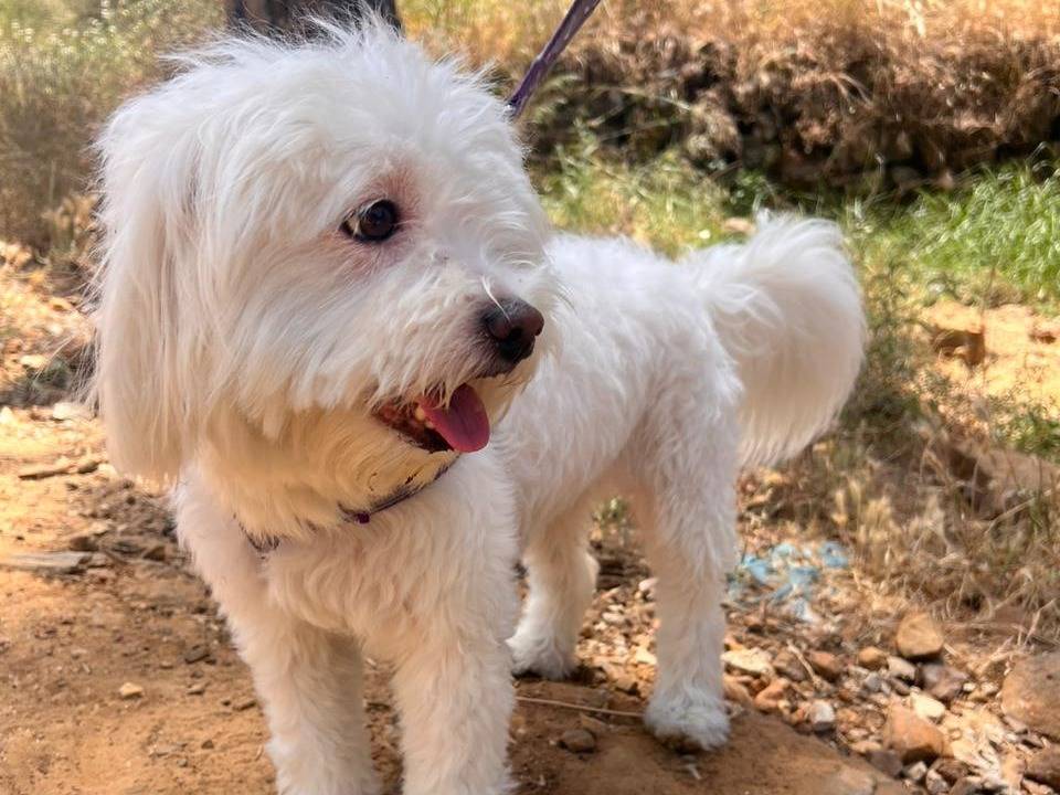 Adotta un cane, taglia piccola, femmina, Milano