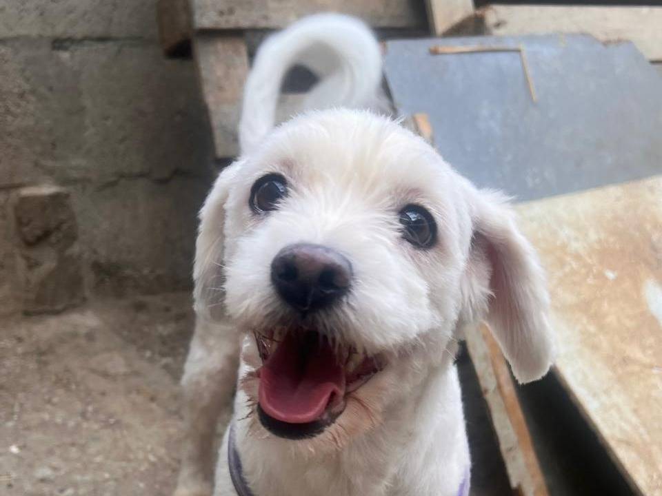 Adotta il cane LOULOU a Milano