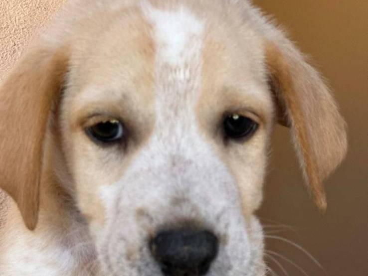 Foto dell'animale