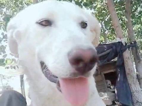 Adozione cane, femmina, meticcio, 1 anno e 10 mesi, taglia grande, Crotone