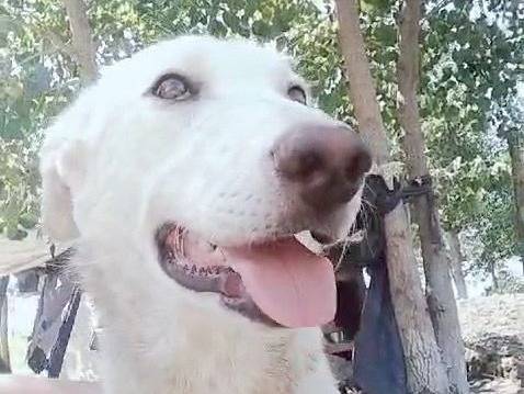 Adotta un cane, femmina, 1 anno e 10 mesi, Crotone