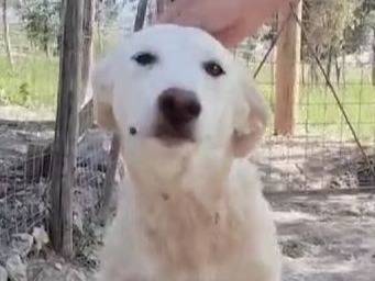 Adotta un cane, taglia grande, femmina, Crotone