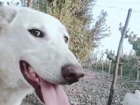 Vuoi adottare un cane a Crotone?