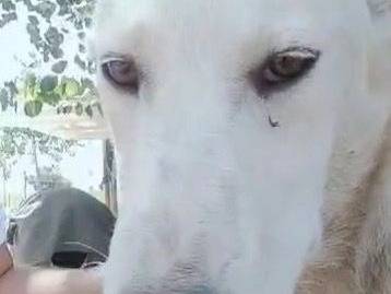 Adotta il cane MERINGA  a Crotone