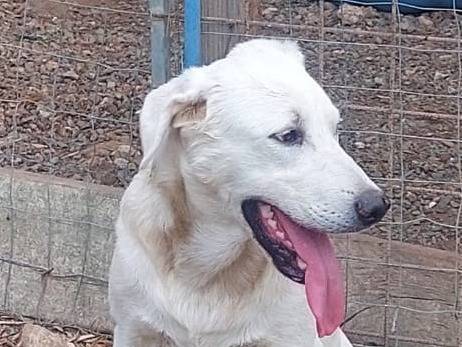 Adozione cane, maschio, meticcio, 2 anni, taglia media, Crotone