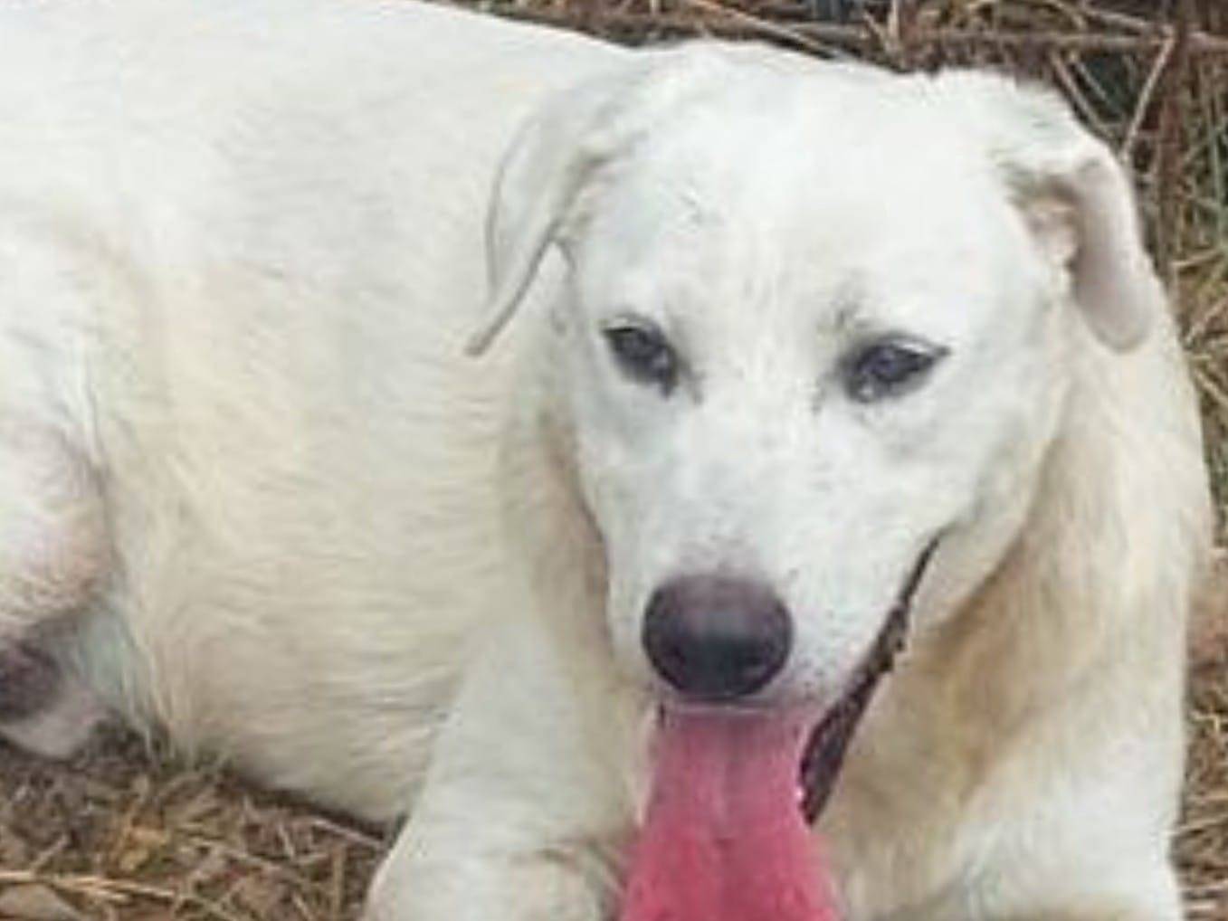 Adotta un cane, taglia media, maschio, Crotone