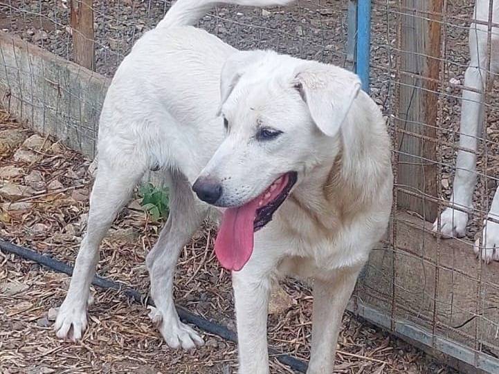 Vuoi adottare un cane a Crotone?