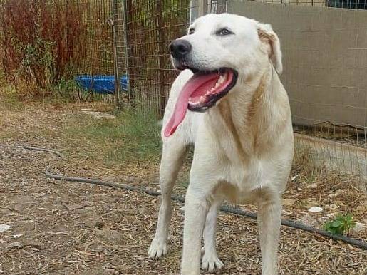 Adotta il cane CAPI a Crotone